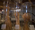 0115-0706 National Museum of Australia - Wheat (0917)